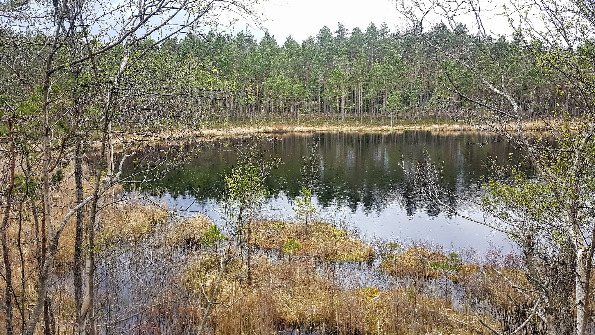 Sjö och vattendrag i skogsmiljö, symbol för hållbar vattenförvaltning